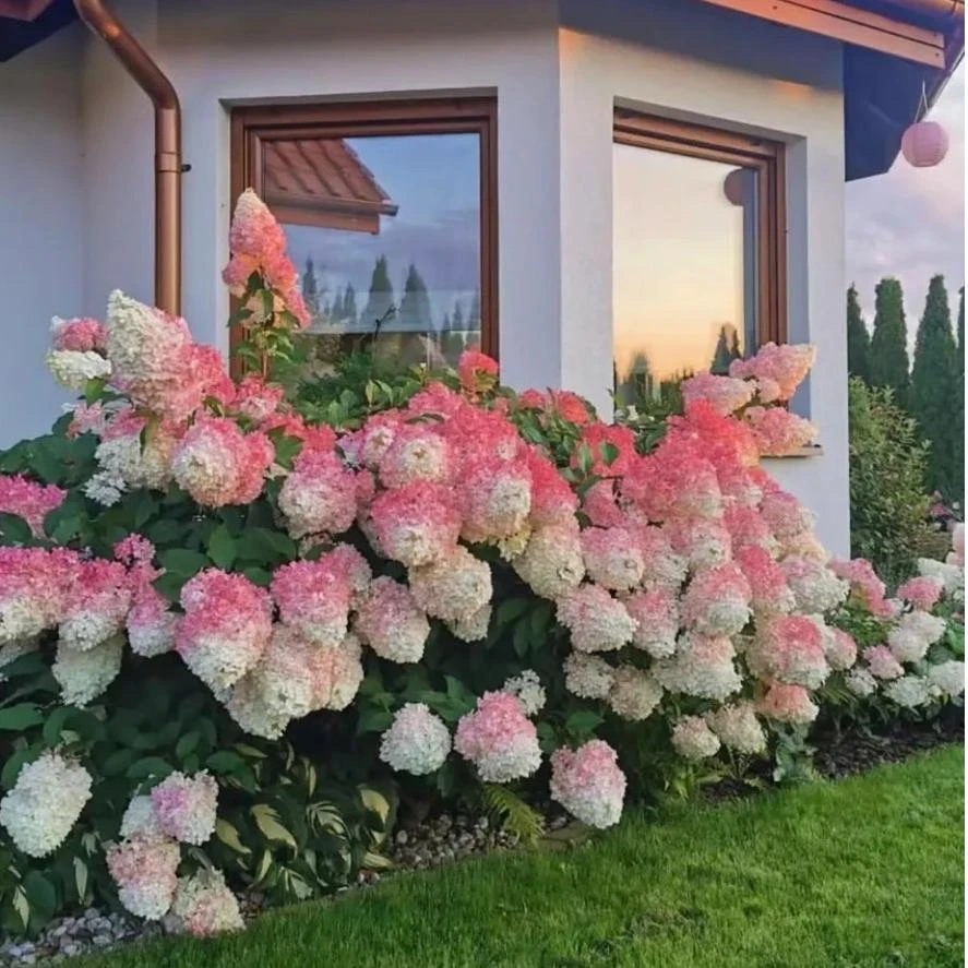 【香草草莓】圆锥绣球 耐寒耐热 易养护