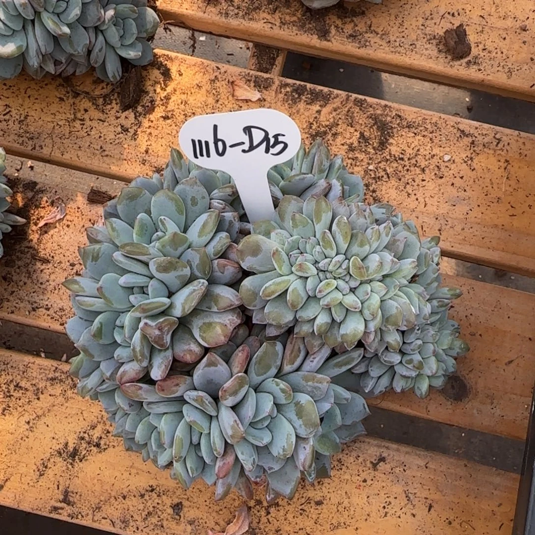 雷***可D15阿啊阿啊阿啊阿啊