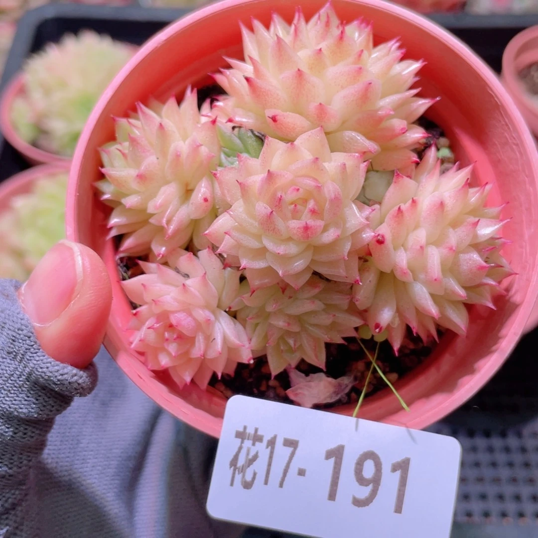 花利美17-191麦秆群
