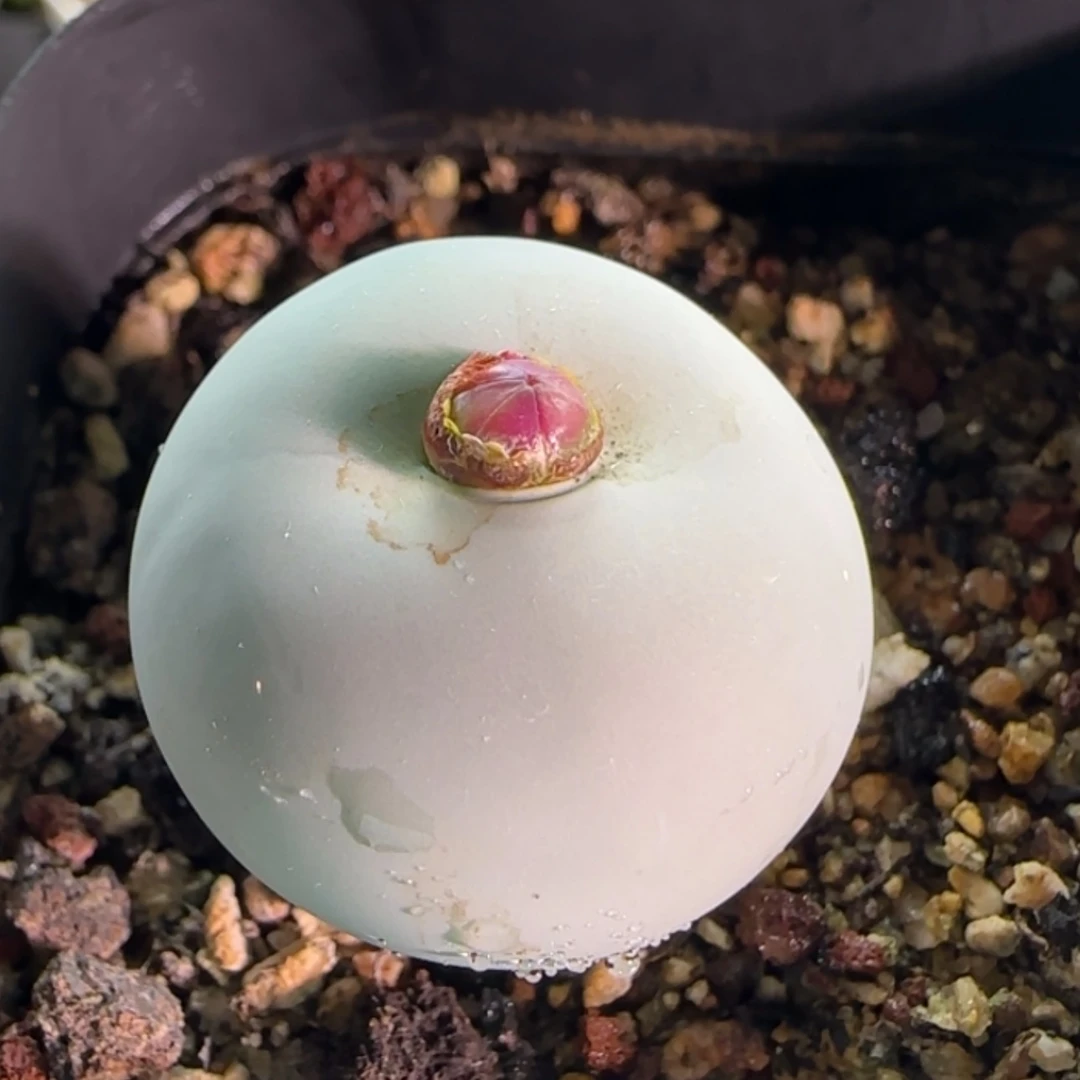 【闪购商品】19836大鸽子蛋带种荚2.5