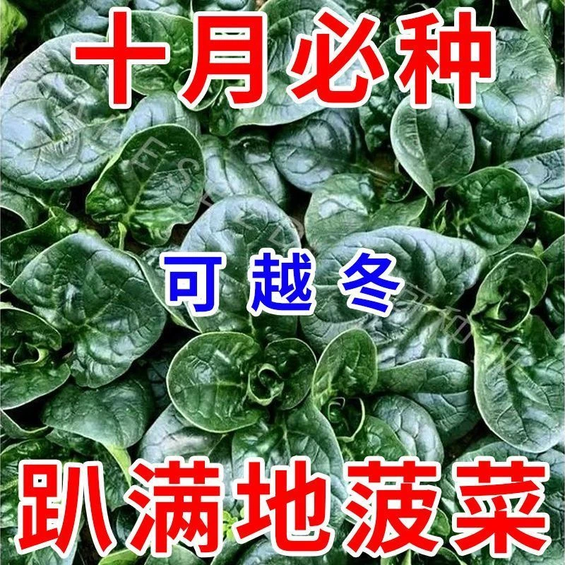 趴地菠菜种子黑圆叶菠菜种籽生长速度快耐寒高产越冬蔬菜种子大全