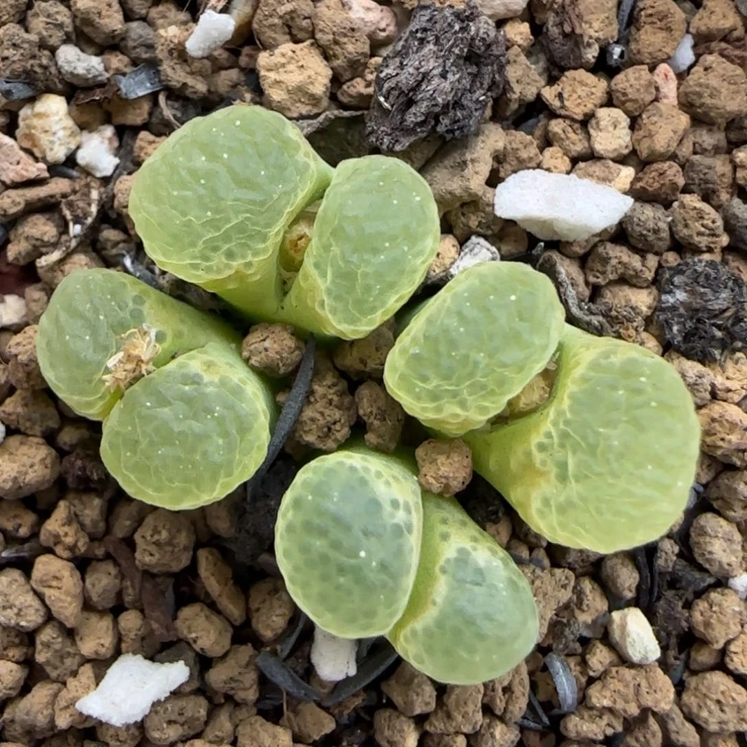 11.25。骚粉。 5040