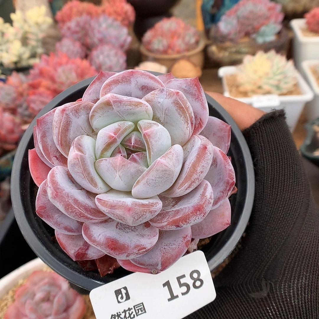 158粉星影多肉植物6666