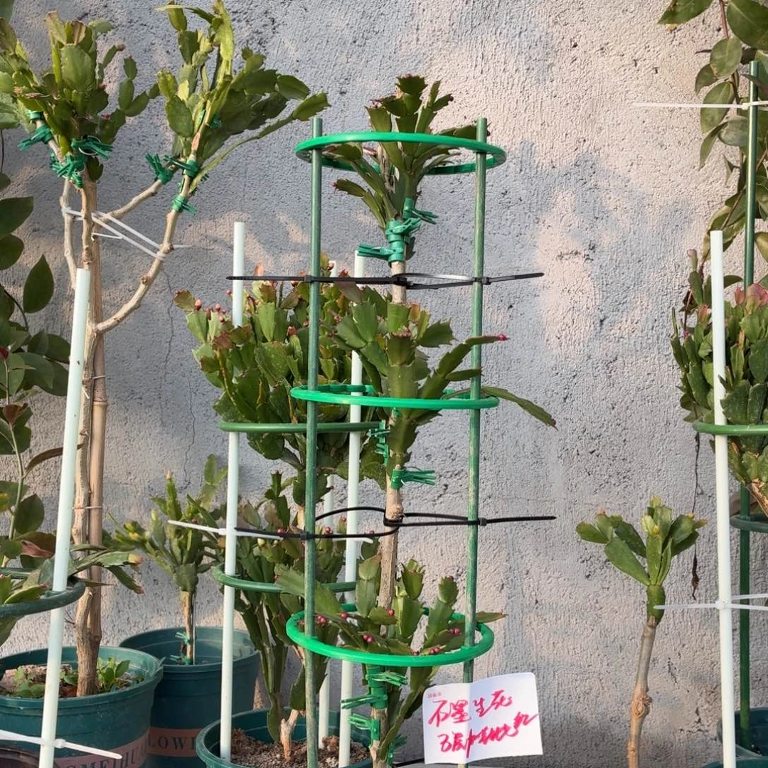 无花朵石墨生花花友红色三层