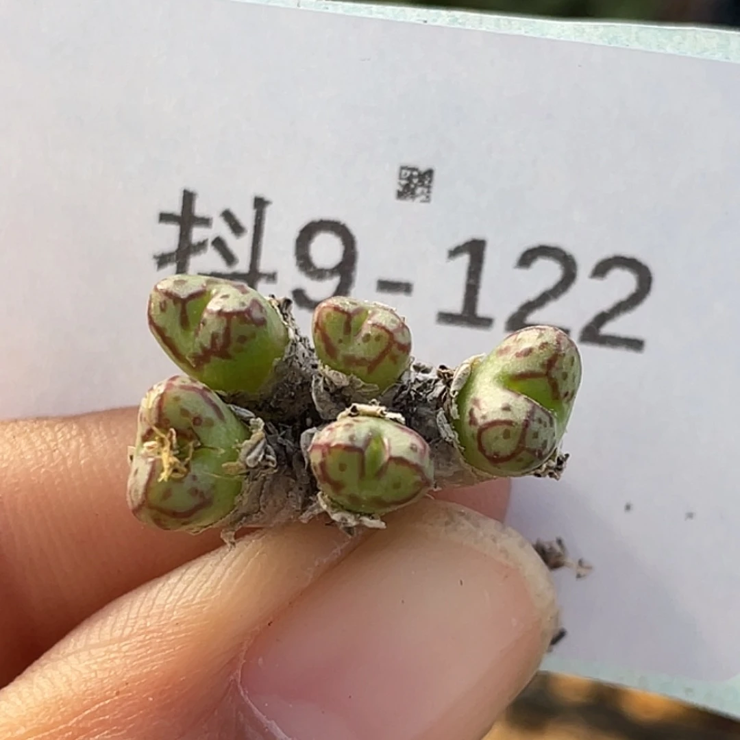 9-122小t多肉植物肉锥