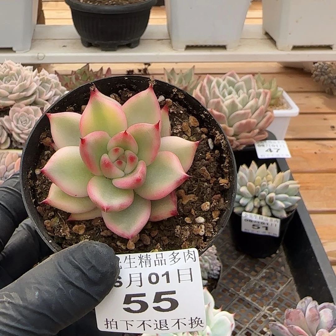 0601-55摩根锦单头