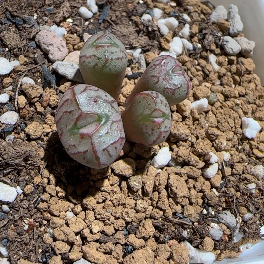 肉锥多肉植物组合-杂交1132