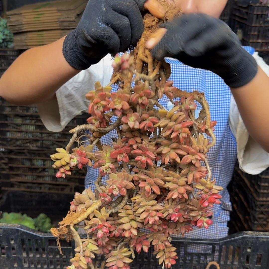 姬隆月 一颗 不包损3号