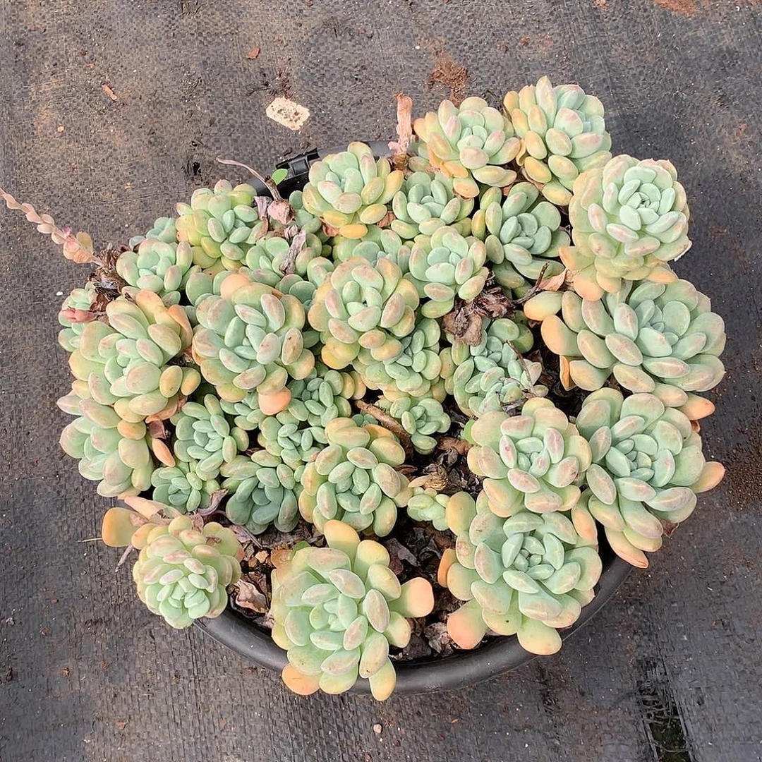 鹅卵石15.8 多肉植物量拍