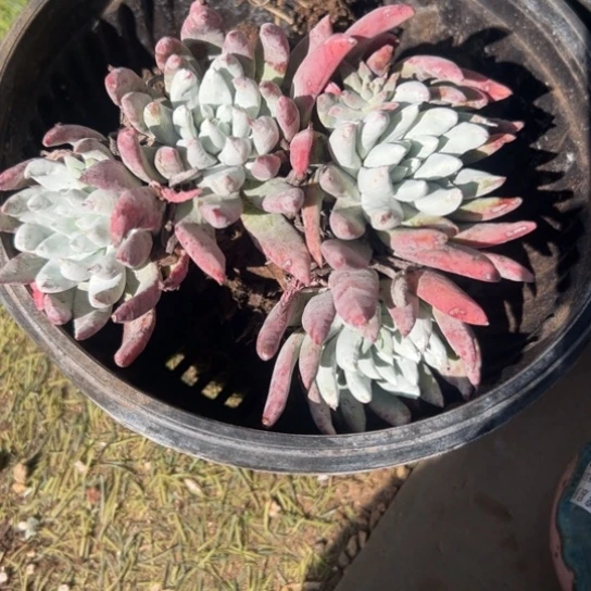 多****心谢谢哥～一物一拍7811