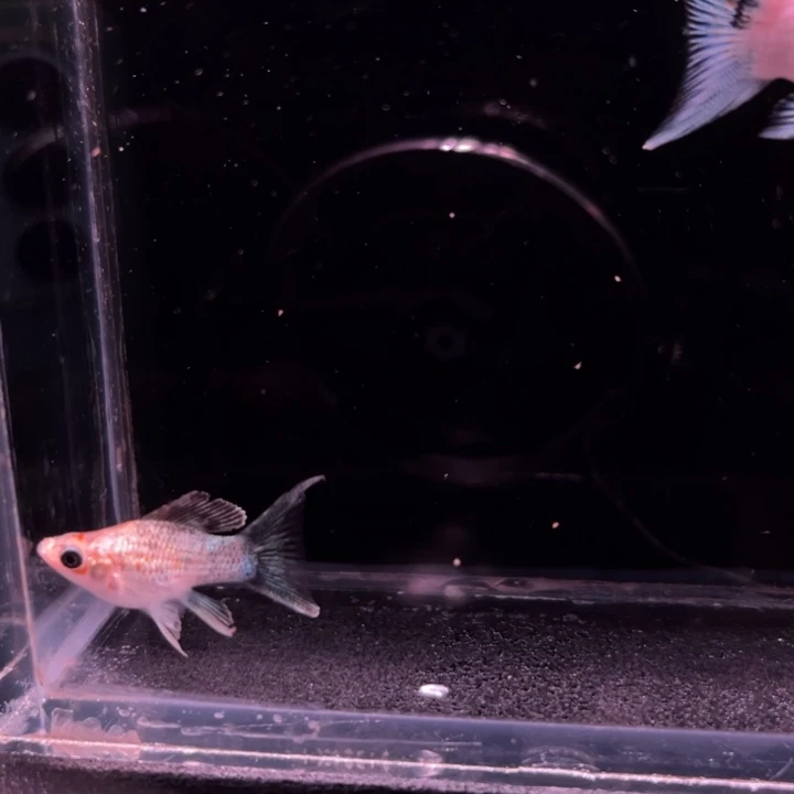 孔雀鱼三色马丽球1对