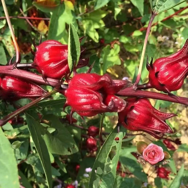 广西农家自种新鲜现摘洛神花红桃k可做果脯果酱泡酒酵素果茶玫瑰