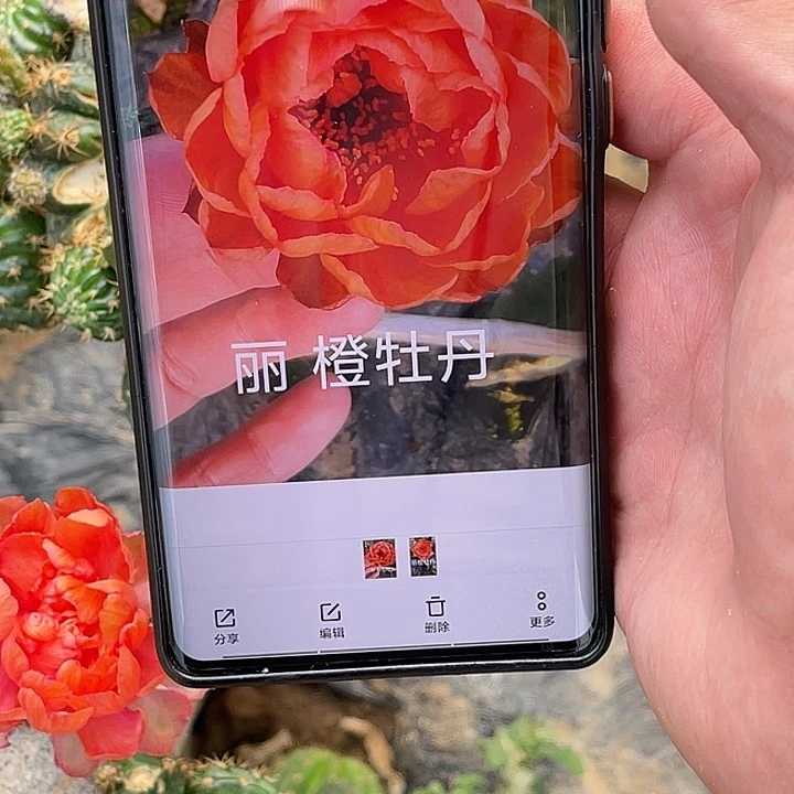 丽 橙牡丹侧芽 歪 满20包邮3公分
