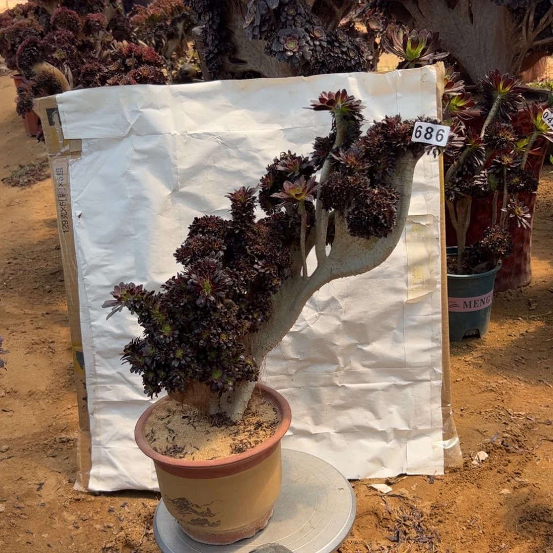 贵*有伤黑缀686高40