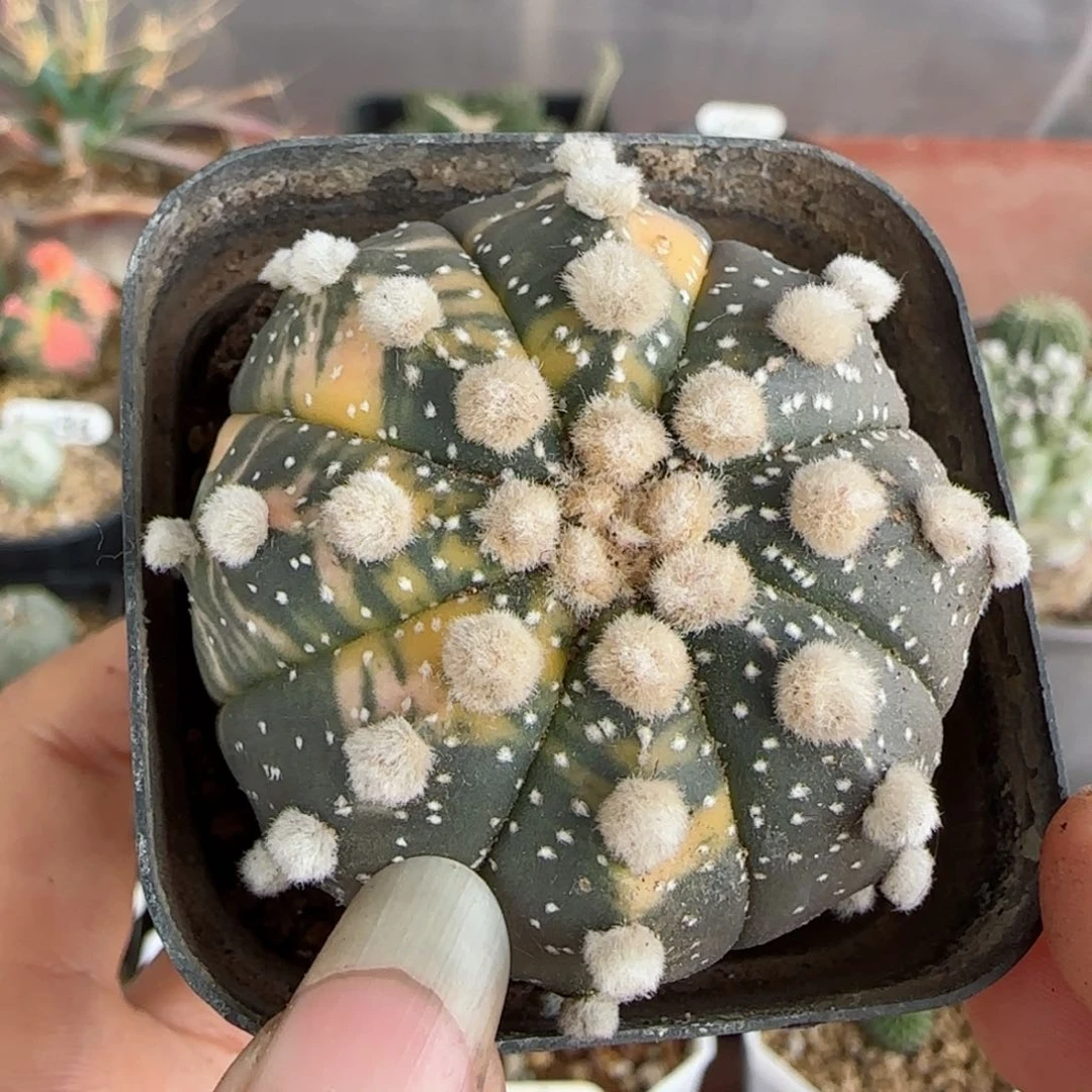 实生龙眼星兜锦多肉4.5