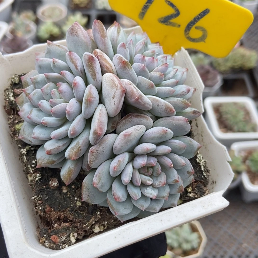 726玉芙蓉多肉植物