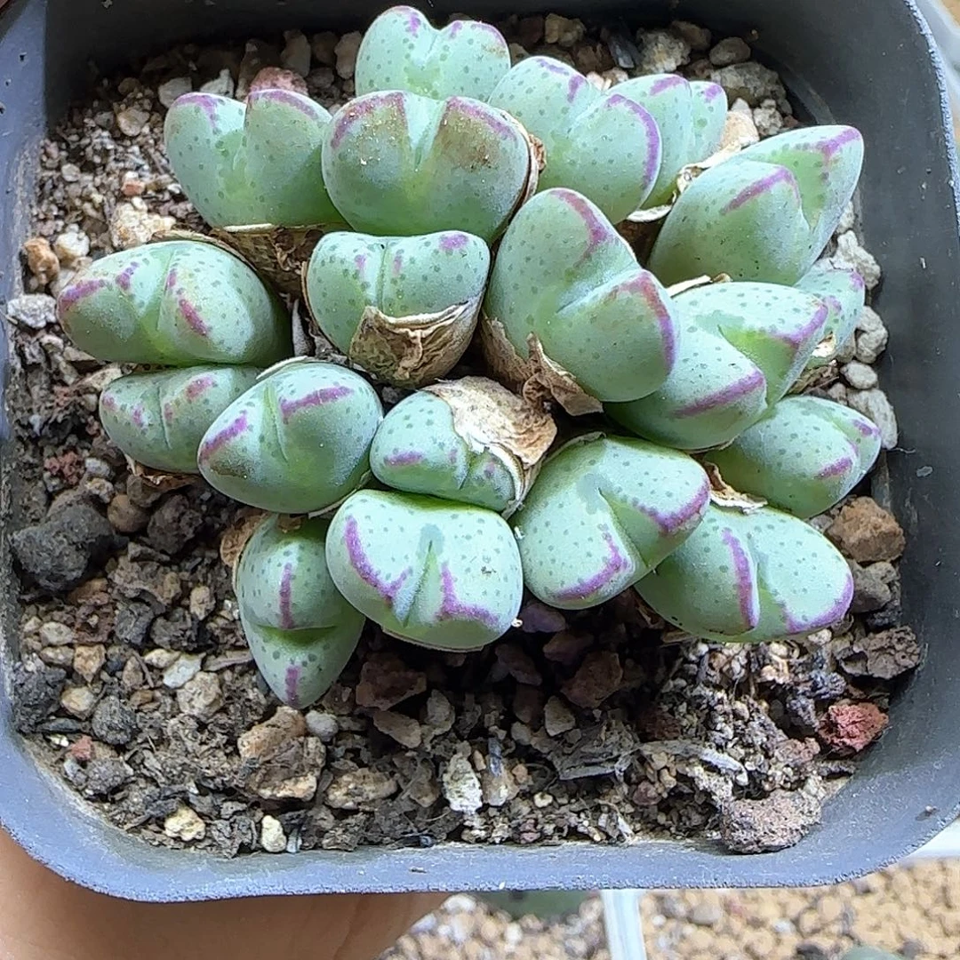 添***哈哈哈哈哈哈哈哈哈53390