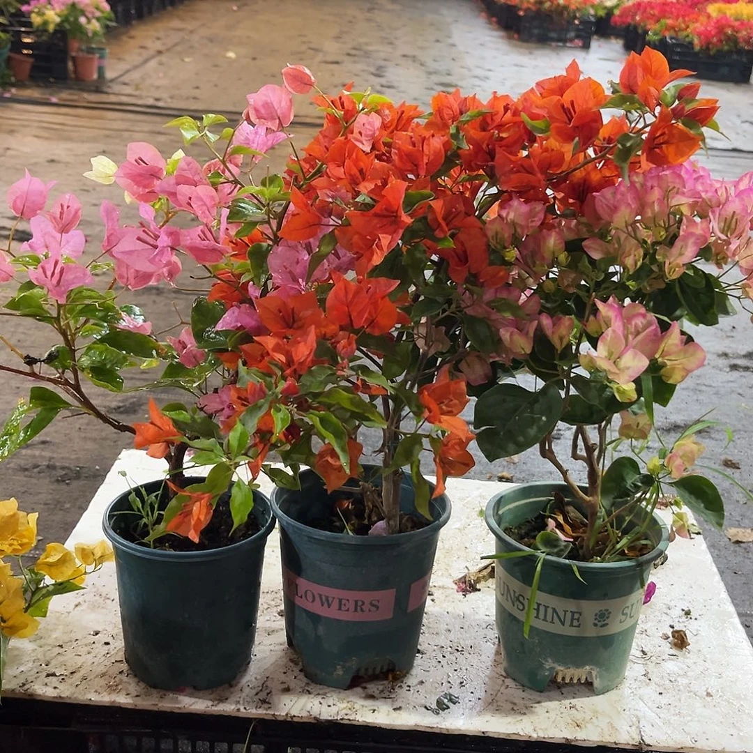 大部分花苞少量开放金心橙白，红桑巴，五宝