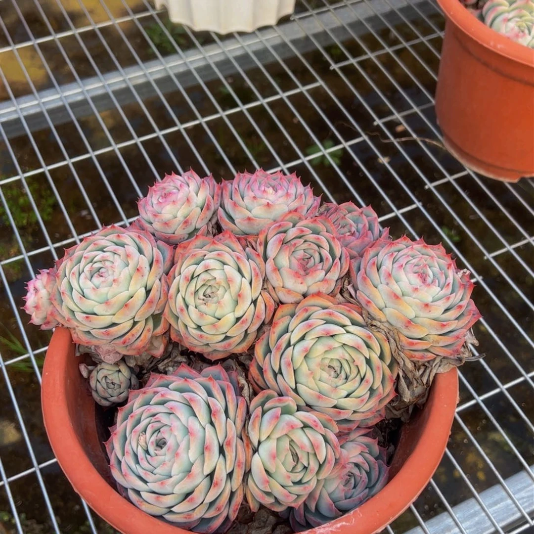 侧影2号大盆多肉植物