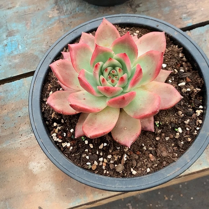 美肉特价活动开始啦