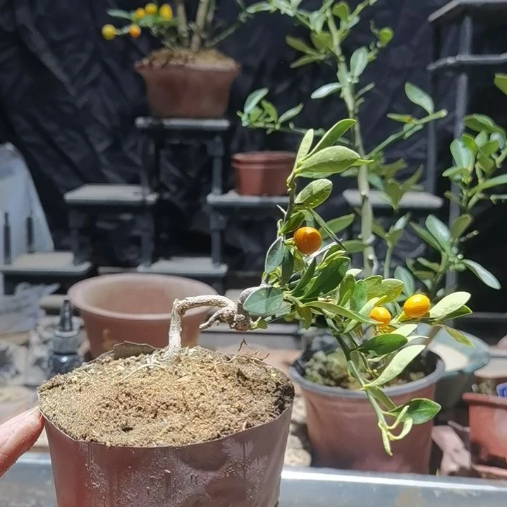 完全开放金豆小橘子绿植