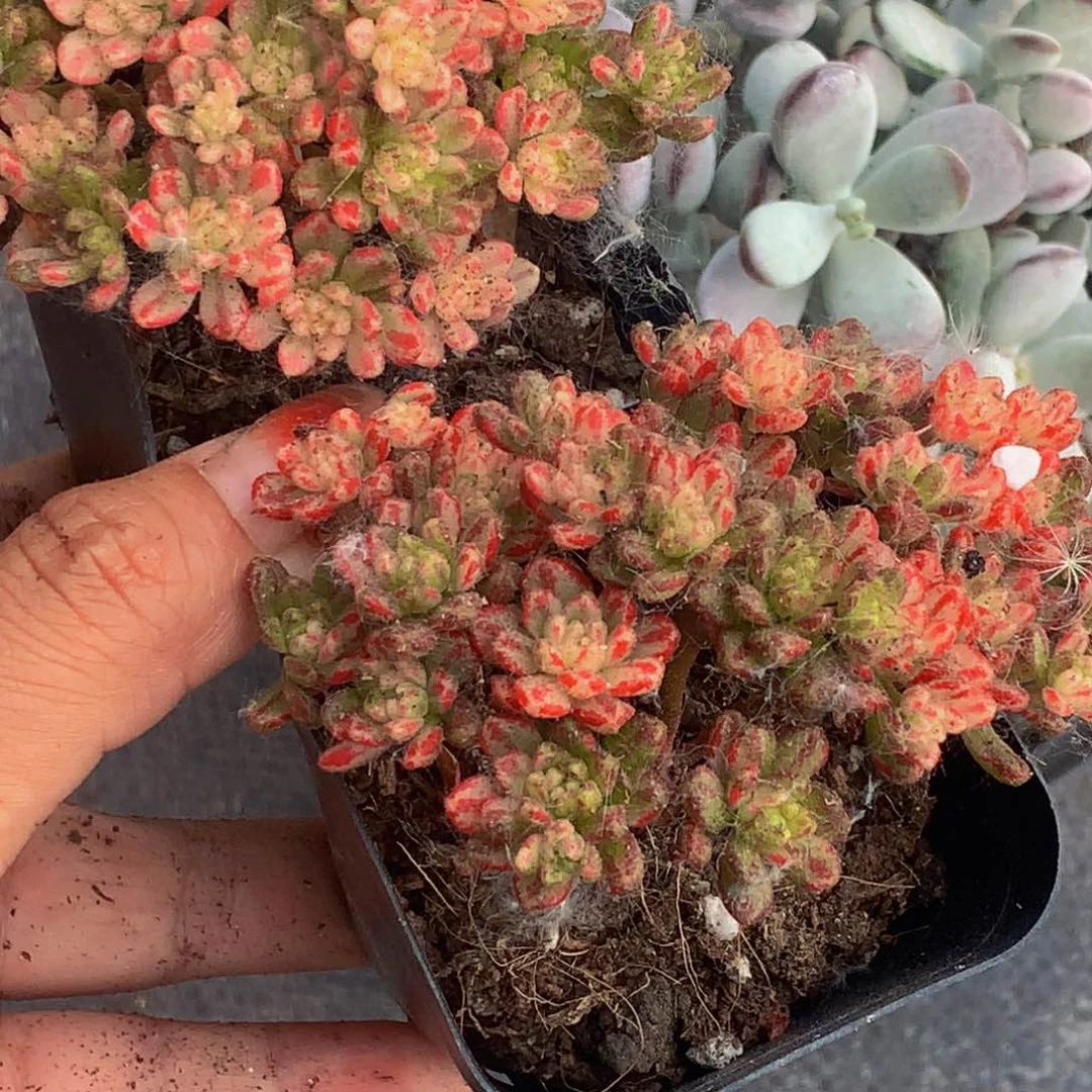 小人祭 锦。包邮  包邮