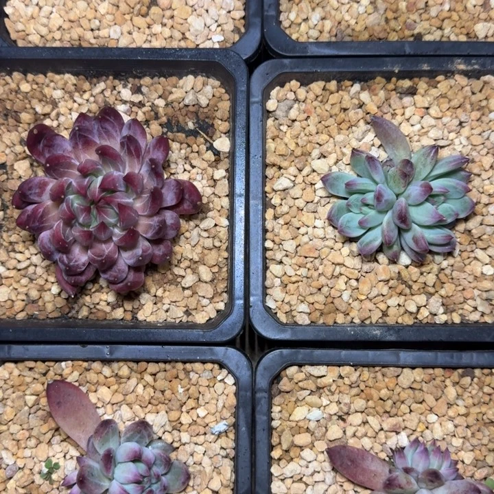 紫镜 美人 双头 一物一拍