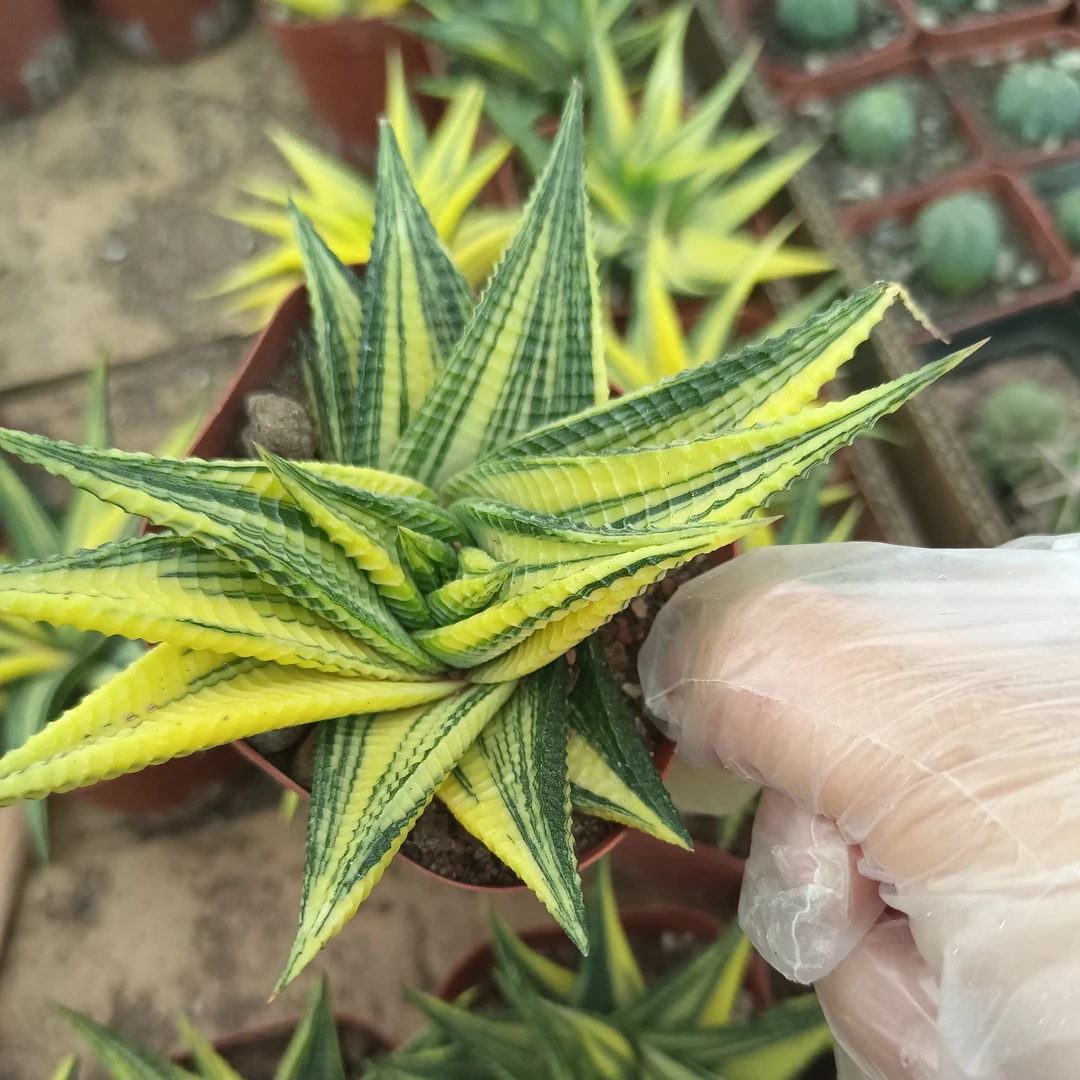 琉璃殿锦百合科硬叶十二卷多肉植物迷你趣味桌面盆栽