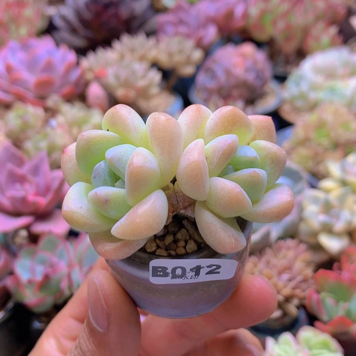 一物一拍含盆土满38包邮B012