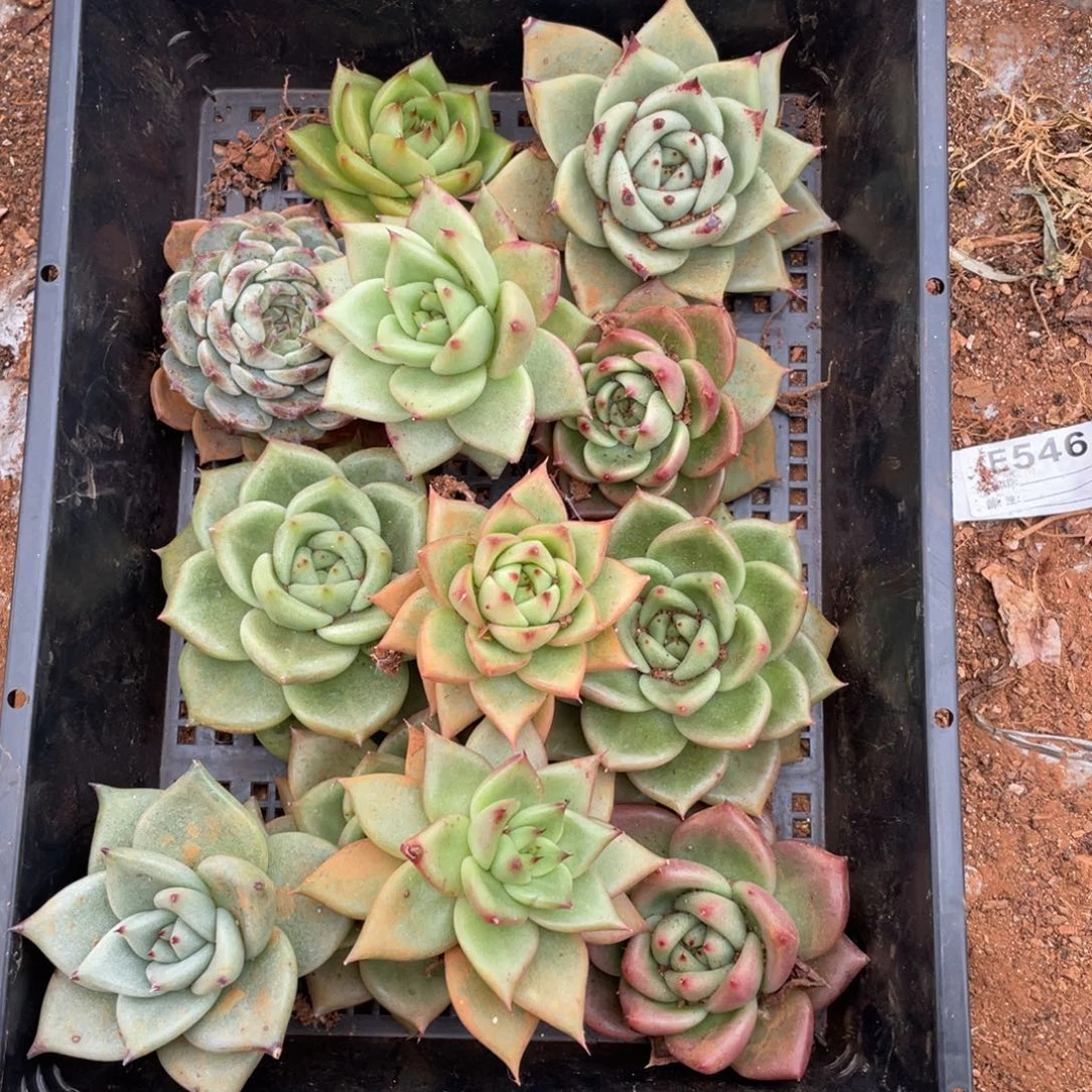 无花朵若如东云组拍E144