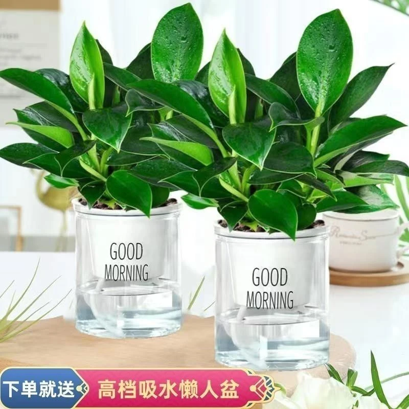 【吸甲醛植物】大叶金钻盆栽室内水培土培绿植办公室客厅四季常青