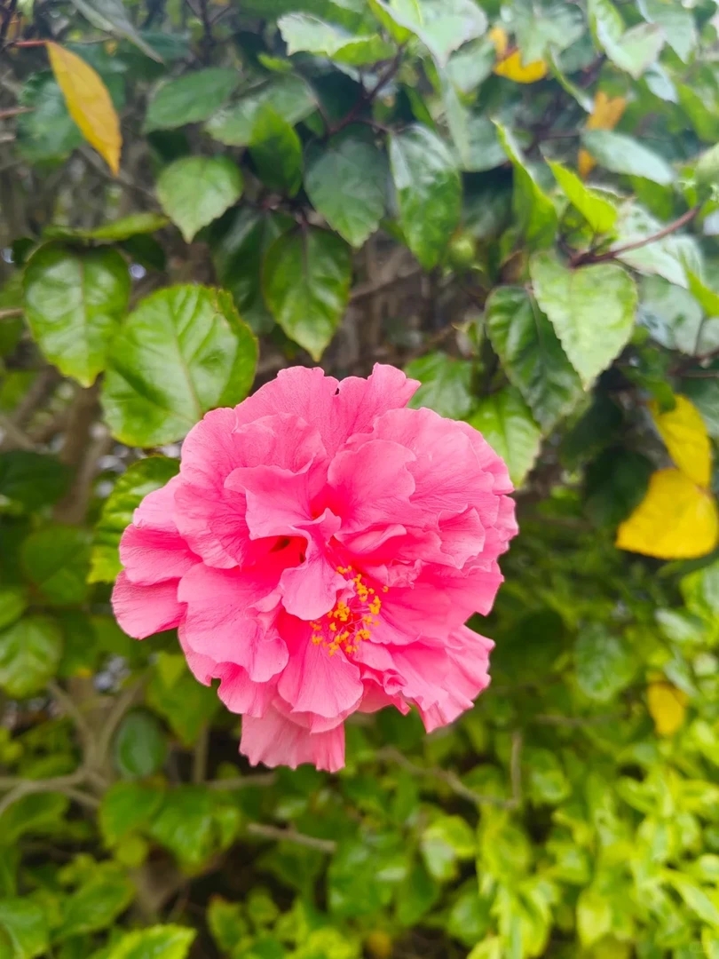 【大花木槿-粉色】重瓣花型勤花好养适合种植阳台庭院