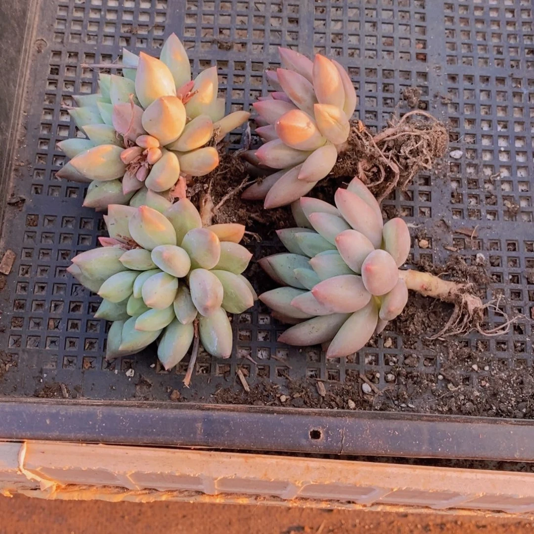无花朵悠*光脱土散头虞美人3课