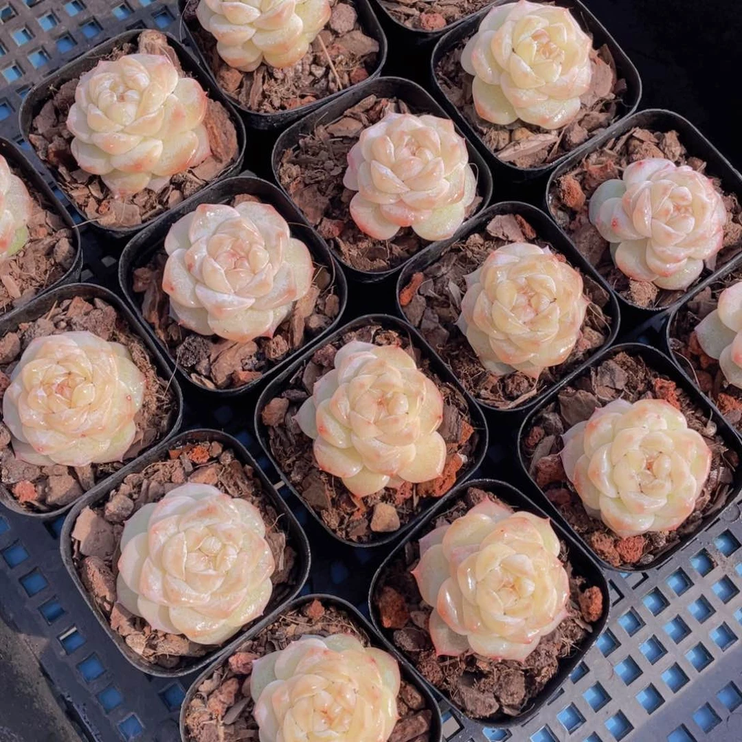 量拍42号优选水晶粉钻单头一个