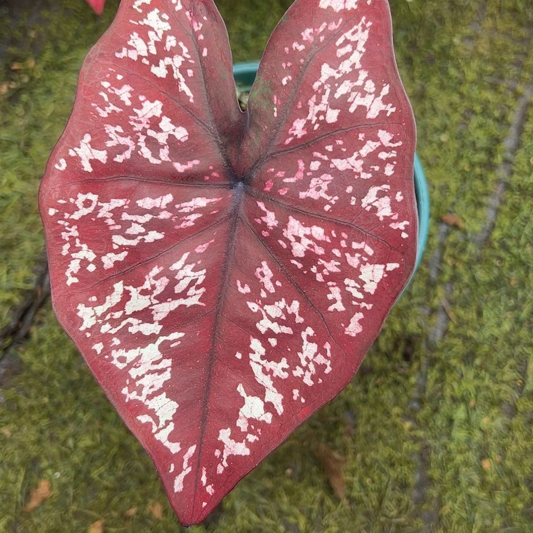 无花朵福利泰彩养定9