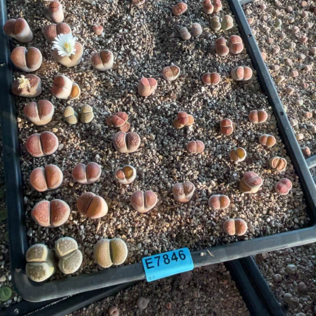 j***87846筐福利不售后