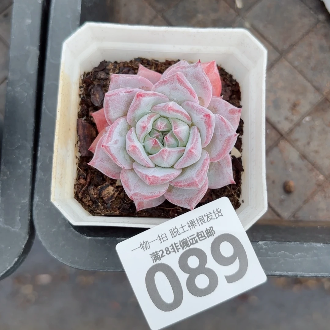 粉蓝鸟单头无盆土发货