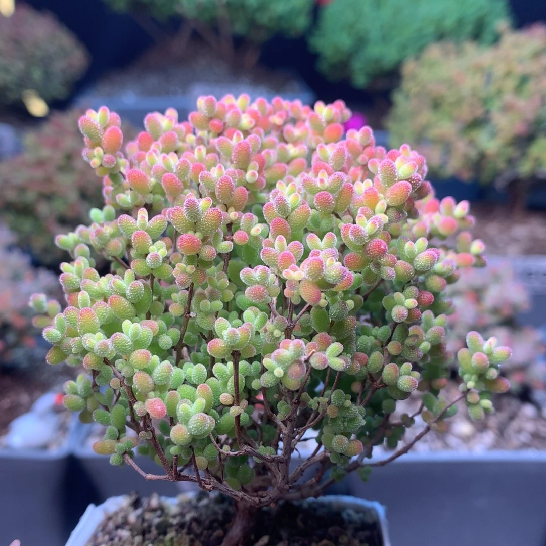 小***假c273蜜橘糖球枝干番杏