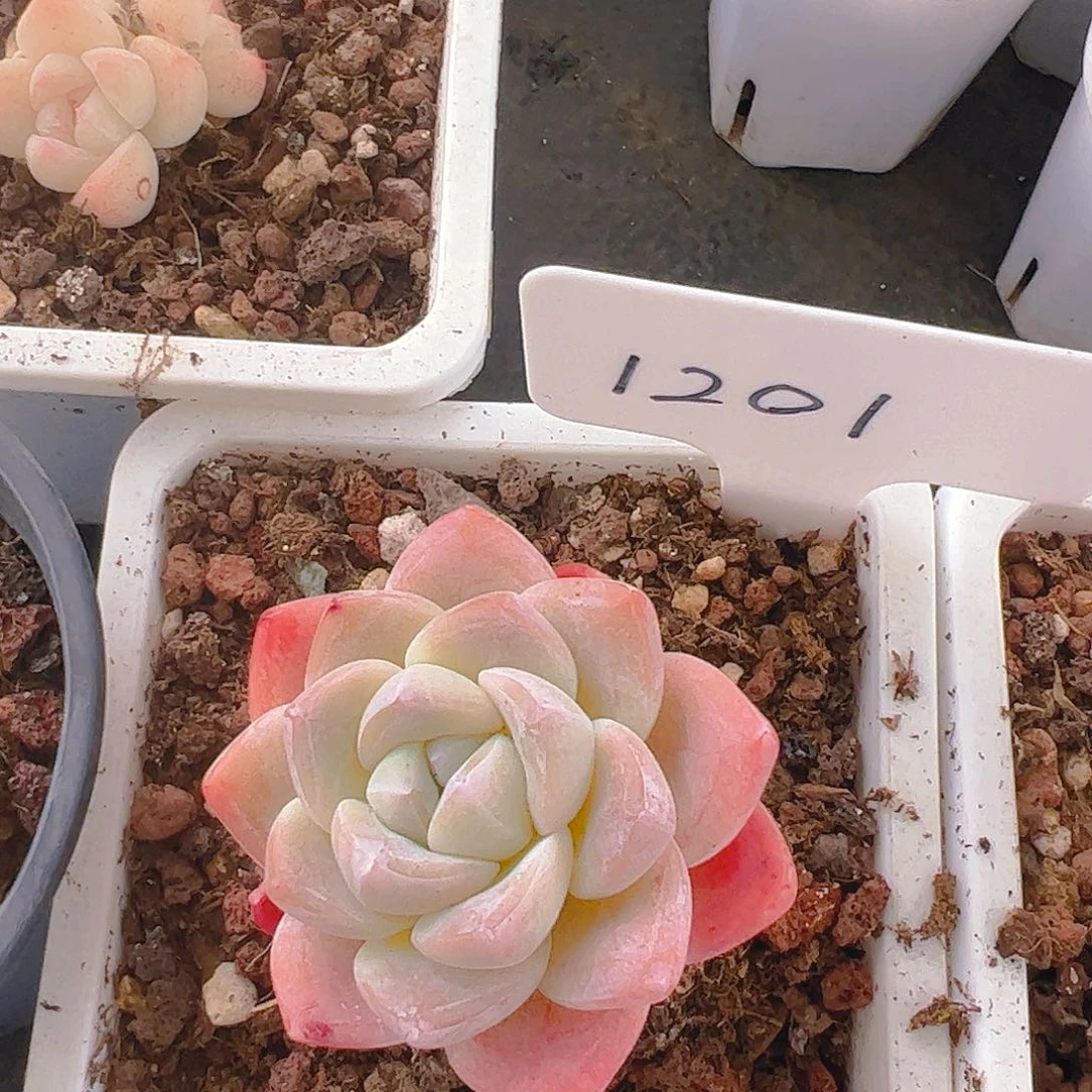 冰玉框拍1201号不包整