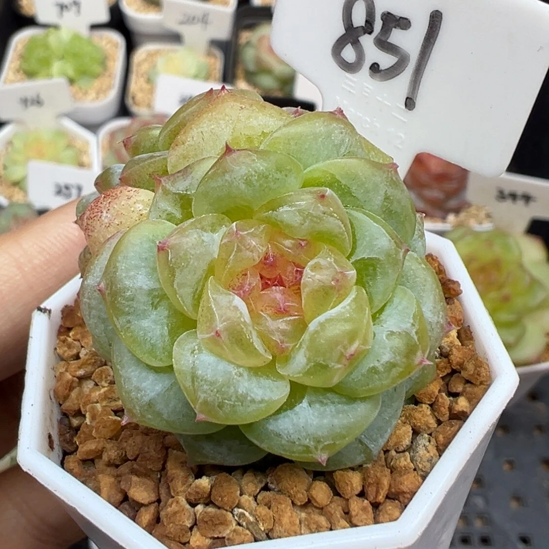 851号不知名 晗雨多肉