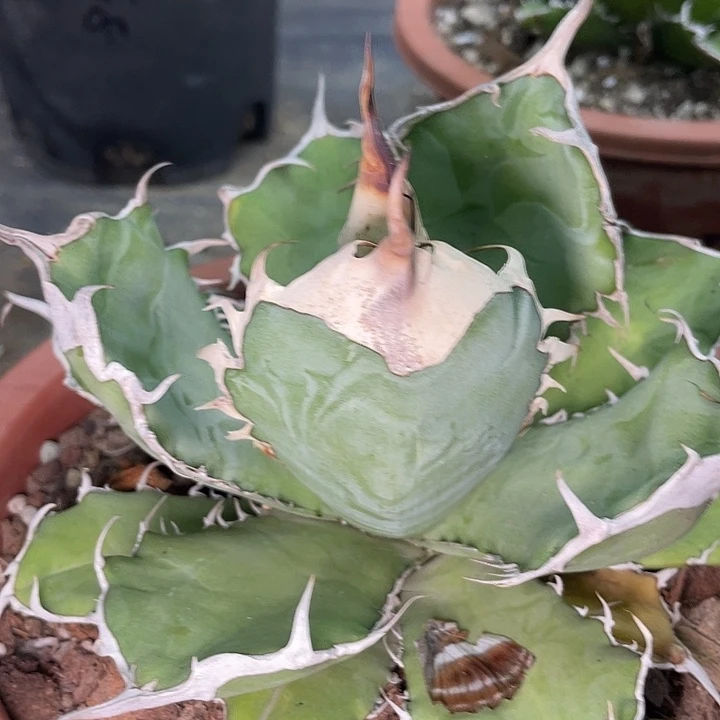 野二390000000000000