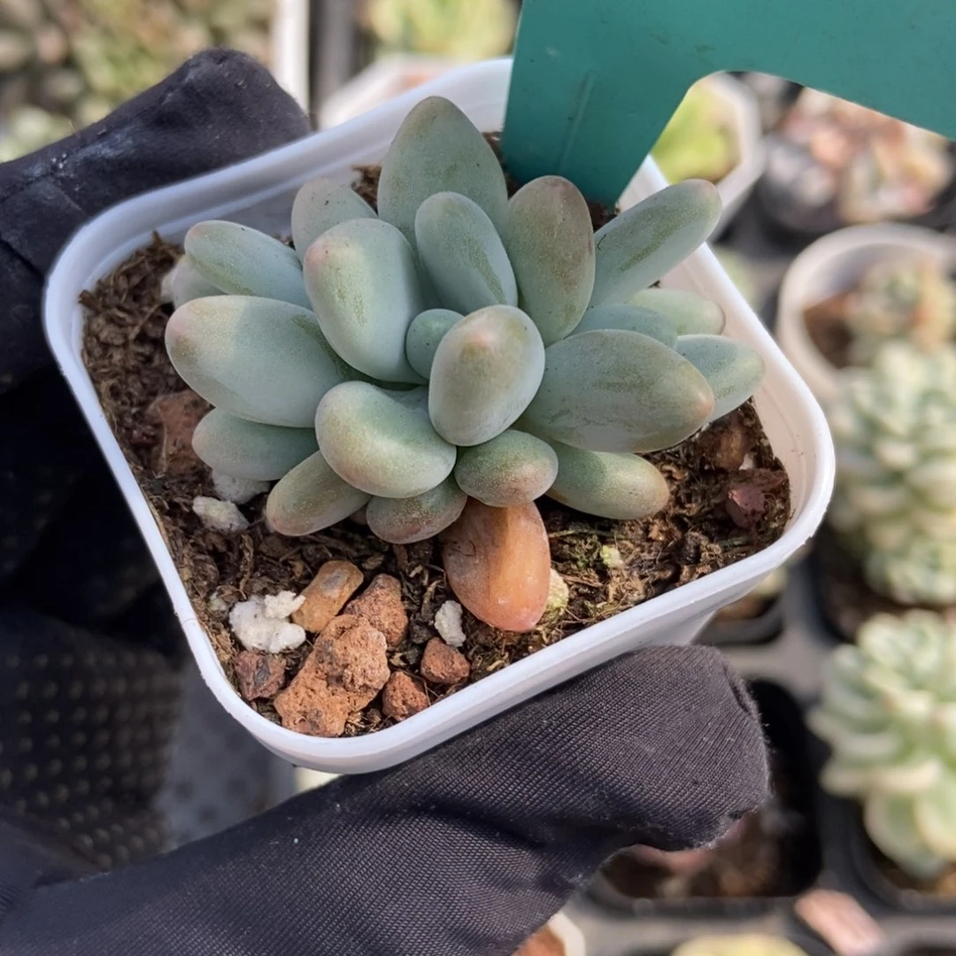 15企鹅多肉植物保护