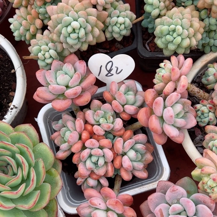 182洛神平平安安健健康康