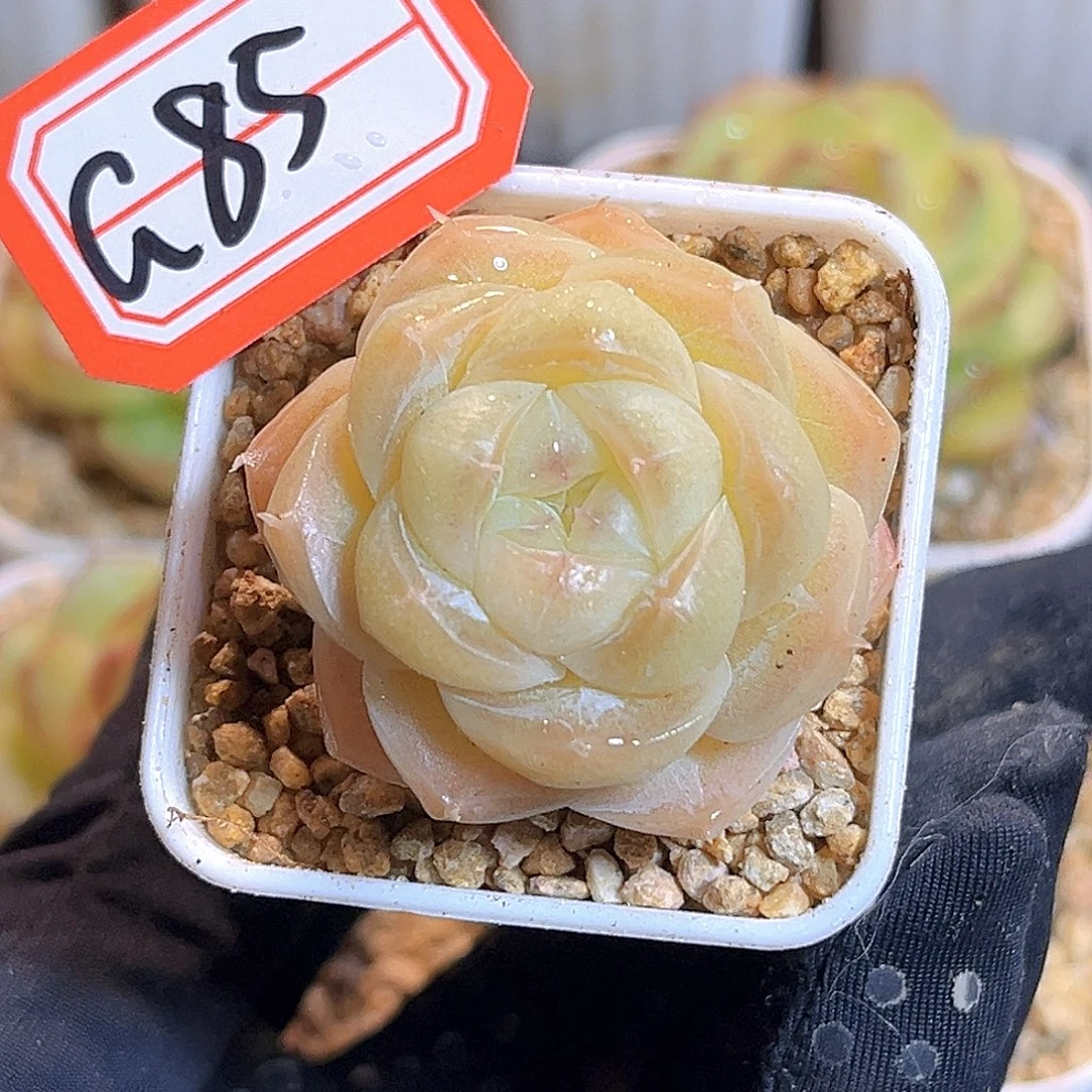 G85一物一拍 夏末