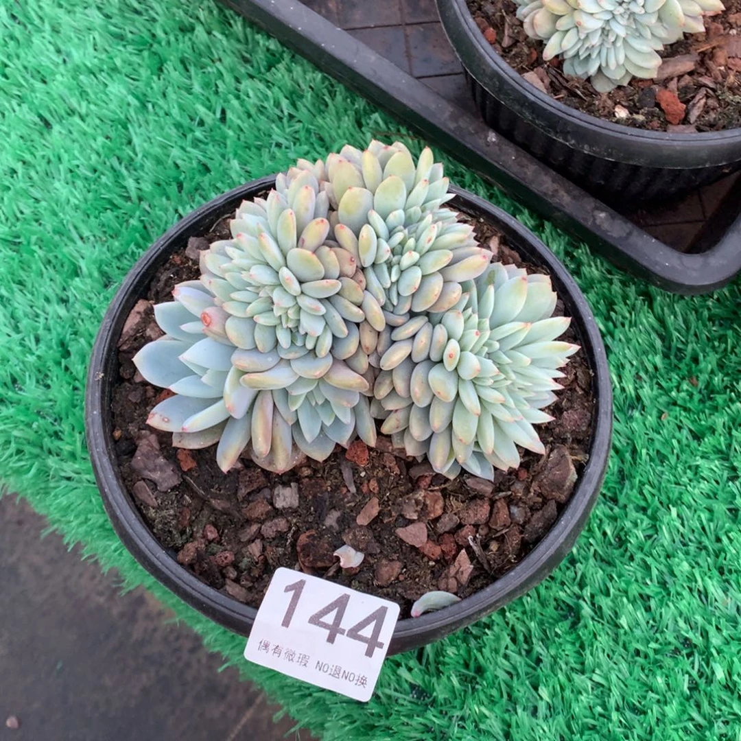 144橙子缀多肉植物
