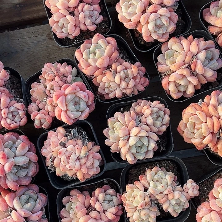 两盆。  多头海棠红