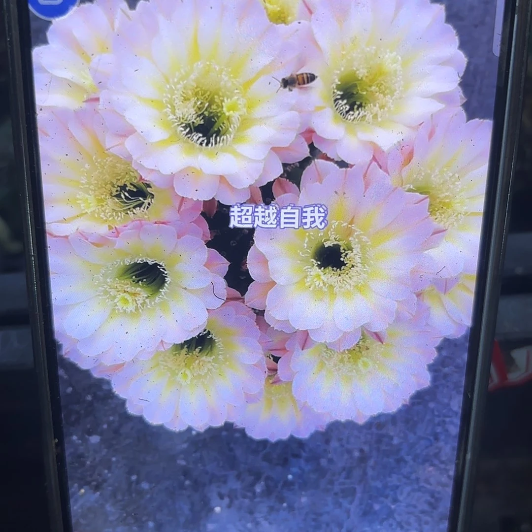 爱德华夫人五公分有根