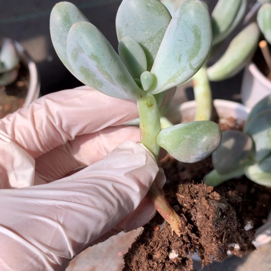 900 米可奶酪瑕疵水