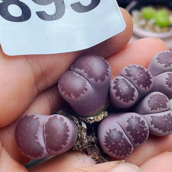 893紫饼干母本两颗