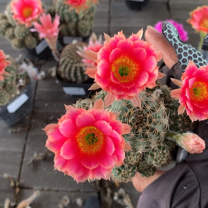 111 自根丽花6厘米盆